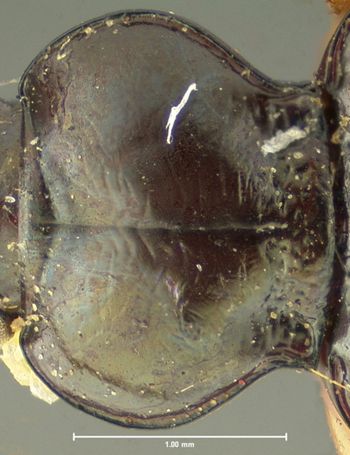 Media type: image;   Entomology 33069 Aspect: pronotum dorsal